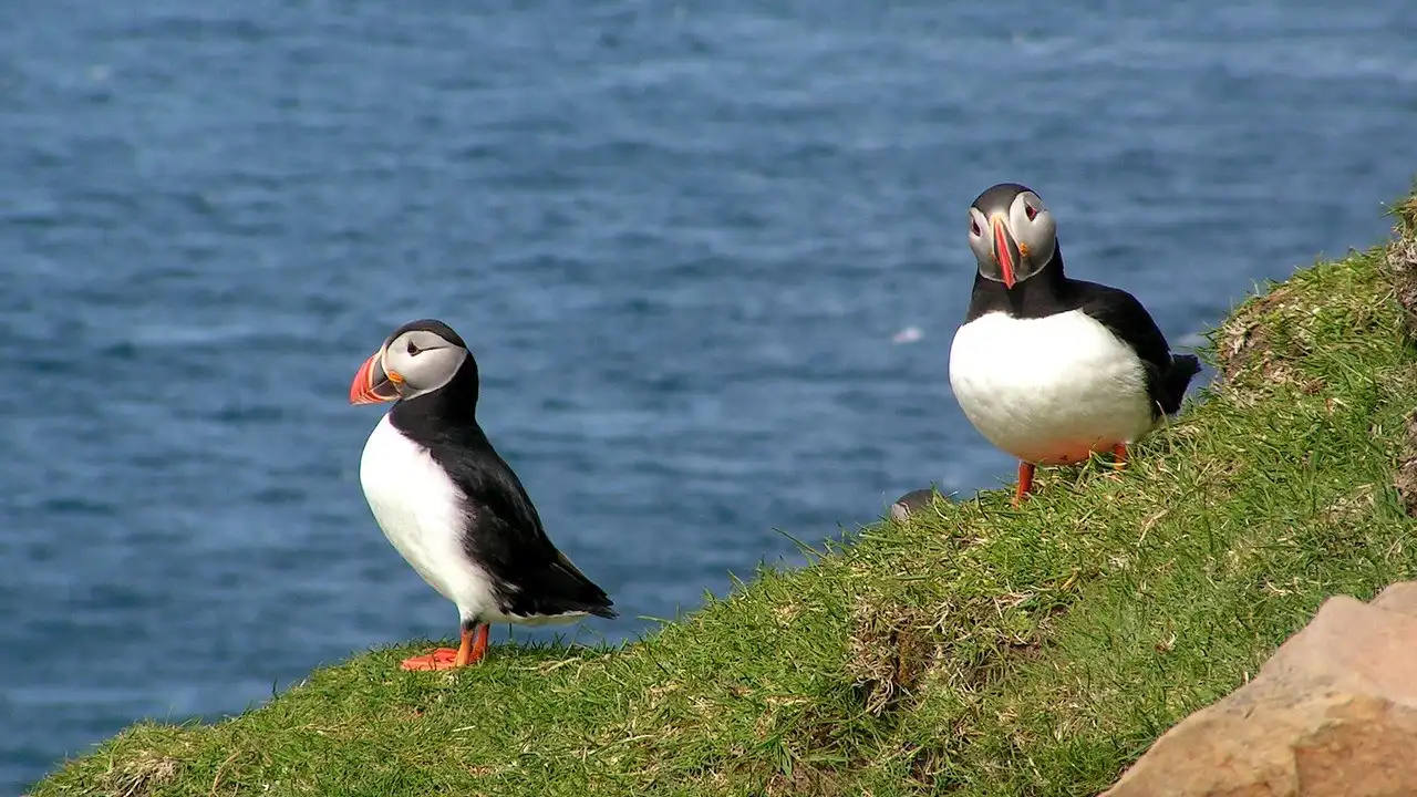Faroese Noun Cases And Genders Made Simple